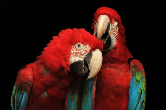 Close-Up Of Red Macaws Against Black Background