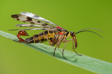 Male scorpion fly Panorpa communis, Male scorpion fly with aspirated mites, Parasite on male scorpion fly, scorpionfly, Parasite on male Mecoptera, Portrait einer männlichen Skorpionsfliege 	