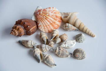 Summer Shells