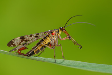 Male scorpion fly Panorpa communis preening itself, Male scorpion fly cleaning itself, Männliche Skorpionsfliege putzt sich, Männliche Skorpionsfliege mit angesaugter Milbe