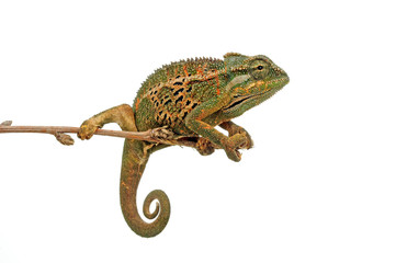 Montane side-striped chameleon (Trioceros ellioti / Chamaeleo ellioti) © bennytrapp
