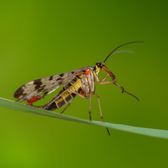 Männliche Skorpionsfliege putzt sich