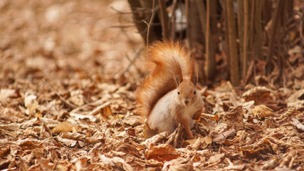 Ukrainian wild curious squirrel in winter in forest