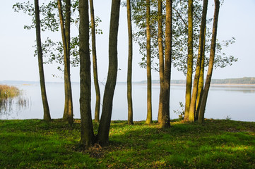 Trees on the bank of the lake