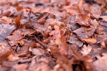 Colorful autumn leaves, a variety of autumn colors.