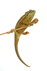 Montane side-striped chameleon (Trioceros ellioti / Chamaeleo ellioti) © bennytrapp