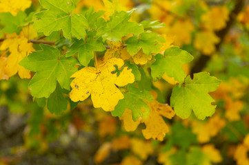 Tree branch with autumn leaves. Autumn background