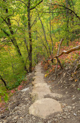 Trail trees in autumn forest Nature landscape Nature background Path Road in Nature. Autumnal forest