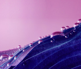 Violet laef with drops in pink water.