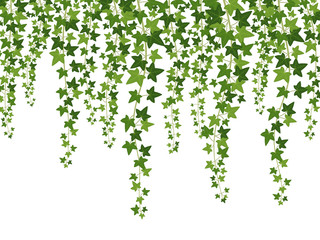 Green ivy. Hanging from above creepers with leaves, lush climbing plants garden decoration wall, website banner vector background - obrazy, fototapety, plakaty