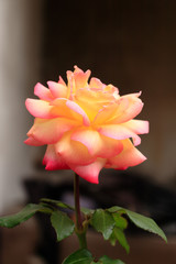 pink rose close up 