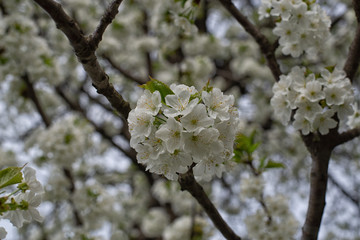 Cherry flowers on a twig in drops after rain