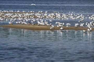 flock of gulls on riverbank
