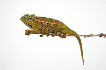 Montane side-striped chameleon (Trioceros ellioti / Chamaeleo ellioti) © bennytrapp