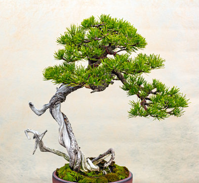 A small bonsai tree in a ceramic pot. Bonsai Pinus ponderosa (Ponderosa Pine)