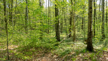 Obraz premium Harzel Frühlingsbirgenwald