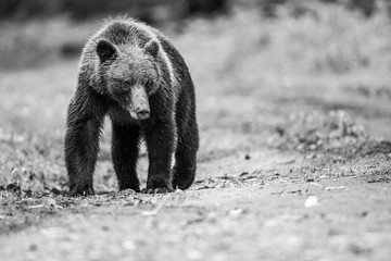 Grizzly taking a walk