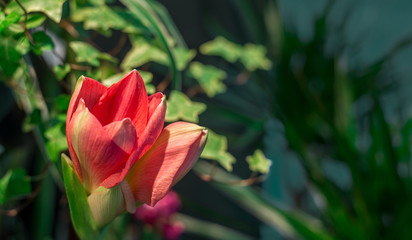 Fototapeta premium Banner, background with tropical greenery and flowers