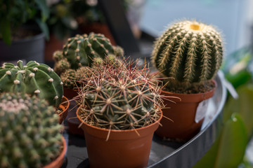 Various types of mini cactus,zebra plant ,echeveria kalanchoe succulent house plants clay pots on striped table clothes background