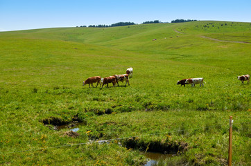 Cows grazing on a green pasture in spring