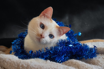 White blue-eyed cat playing with blue tinsel