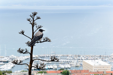 Hooded crow, Corvus cornix, or hoodie sitting on a dry tree with blurred harbor at sea in the background