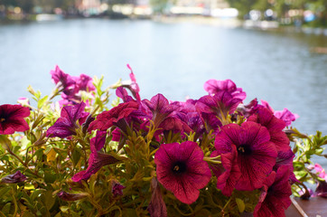 Pink flowers decoration with a lake behind it - suitable as a background