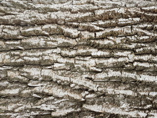 Bark of a tree of gray shades. Texture for design and decoration. Natural relief material. Backdrop for products. Floral patterned coloring