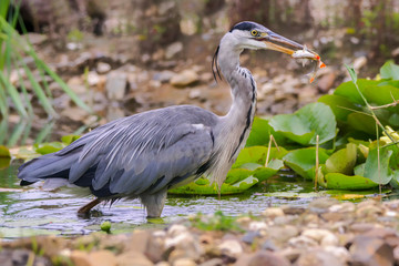 Grey Heron (Ardea cinerea) fishing, with fish in the beak, standing in the water, The Netherlands, Europe
