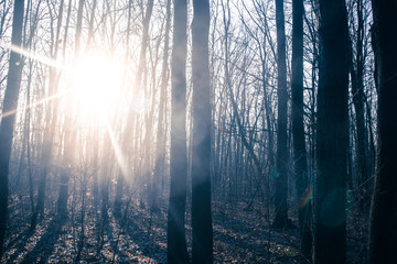 Obraz premium Sunny day oak tree forest, winter end bright flare