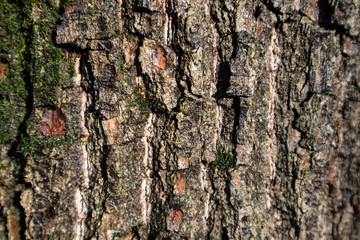 Oak tree bark with green moss close sunny texture