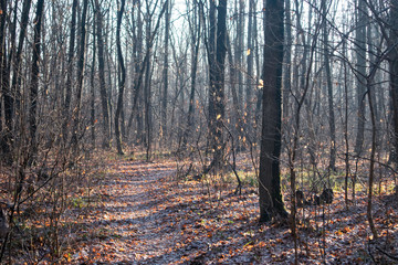 Sunny day oak tree forest early spring, winter end