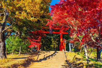 Japan. The red gate of the temple. Kawaguchi Asama Temple. Red torii in the background of the autumn trees. Fuji. Kawaguchiko nature Park. Autumn in Japan. The Nature Of Japan.