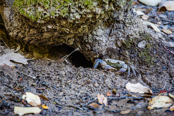 Crab out of the burrow in a valley on Rhodes-Greece