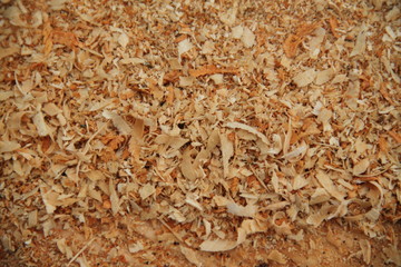 Beech tree chain saw sawdust