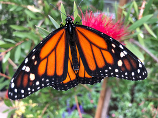 butterfly on flower