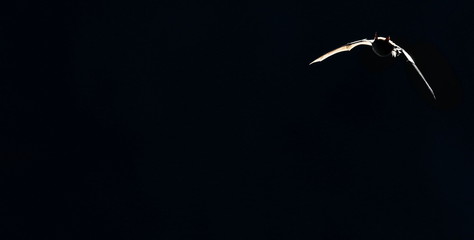 pattern, common, pipistrelle, fly, pipistrellus pipistrellus, isolated, black, background, space,...