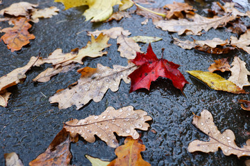 colored autumn leaves on the asphalt