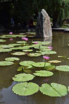 Jardin Japones