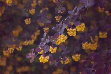 Beautiful Blooming Yellow flowers by a bush with purple leaves. Berberis ottawensis auricoma plant.