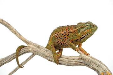 Montane side-striped chameleon (Trioceros ellioti / Chamaeleo ellioti) © bennytrapp