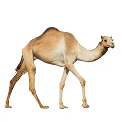 Foto op Plexiglas Beautiful arabian camel isolated on white background © ilyaska