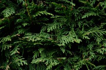 Pine wall