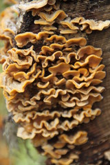 Orange winter fungus toxic mushrooms