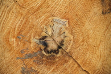 Ash logs lumber forestry exportation