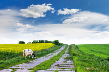 Cow grazes on grass near road in field. Rural landscape_
