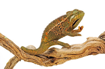 Montane side-striped chameleon (Trioceros ellioti / Chamaeleo ellioti) © bennytrapp