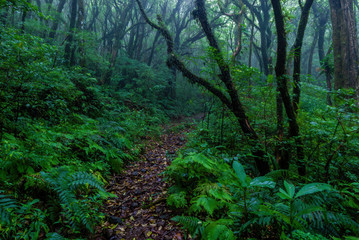 Rainforest trail