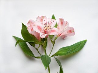 Beautiful Alstroemeria flowers. Pink flowers and green leaves on white background. Peruvian Lily.
