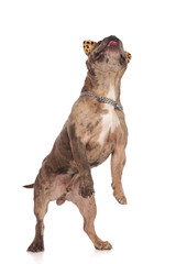 Obraz premium cute american bully standing on hind legs and looking up